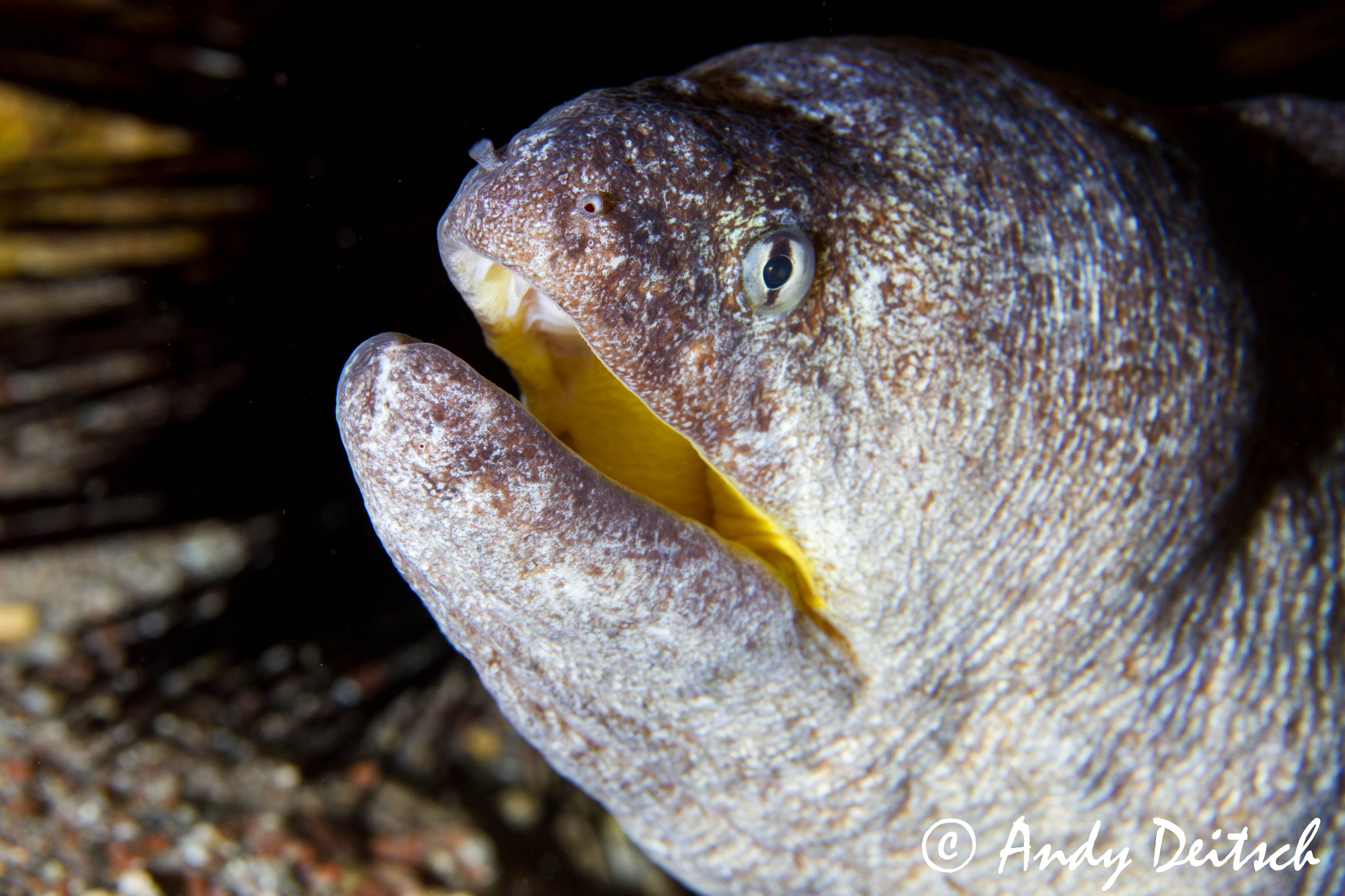 Yellow Mouthed Moray