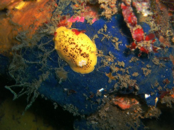 Yellow Nudibranch