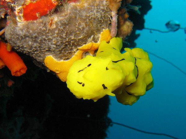 Yellow Nudibranch