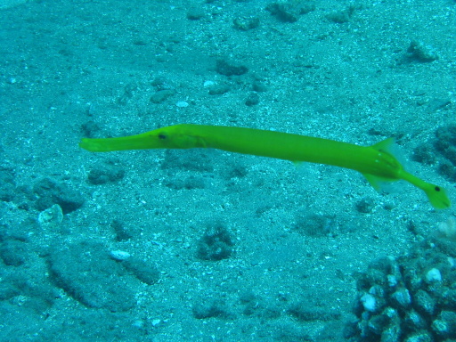 yellow  phase trumpet fish