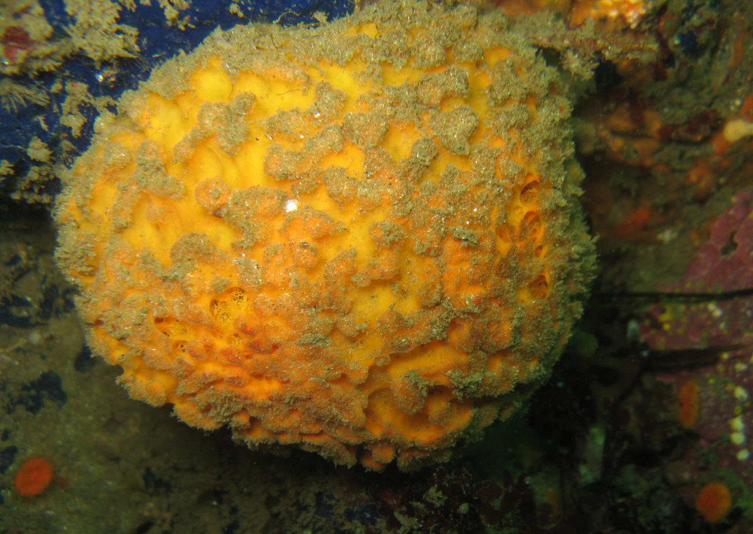 Yellow puffball sponge