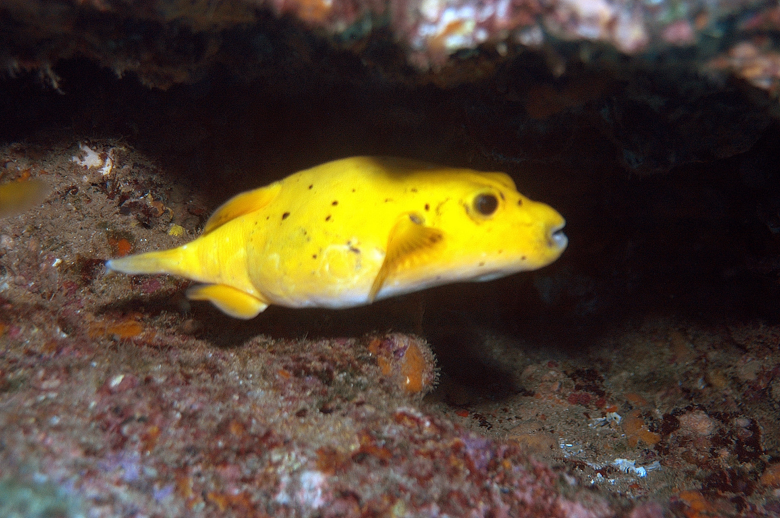 yellow puffer