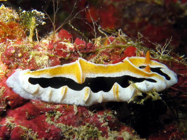 Yellow Ridged Nudbranch