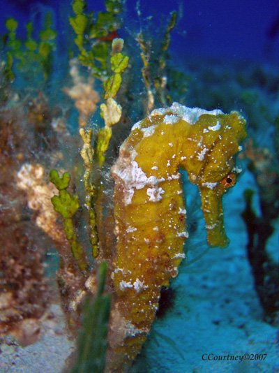 Yellow Seahorse - July 7, 2007 Cozumel