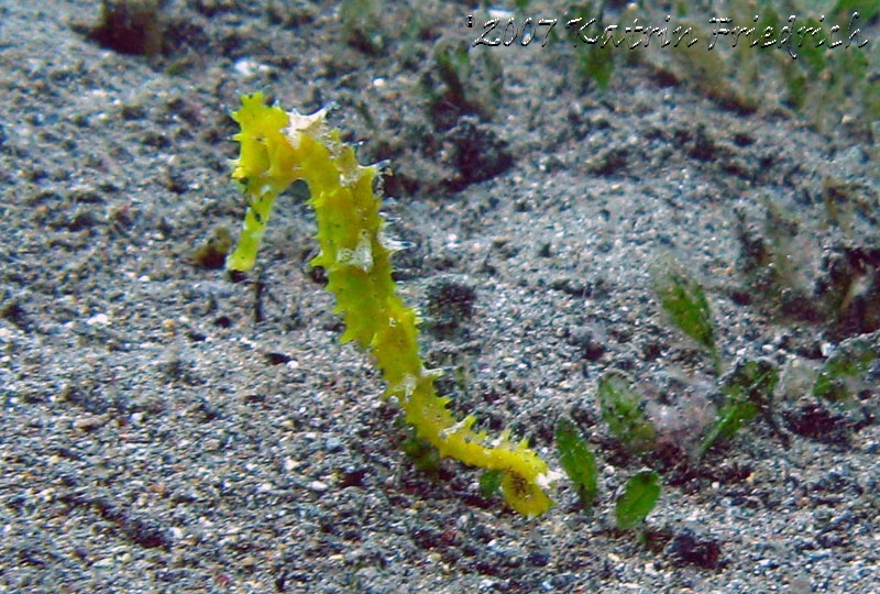 yellow seahorse