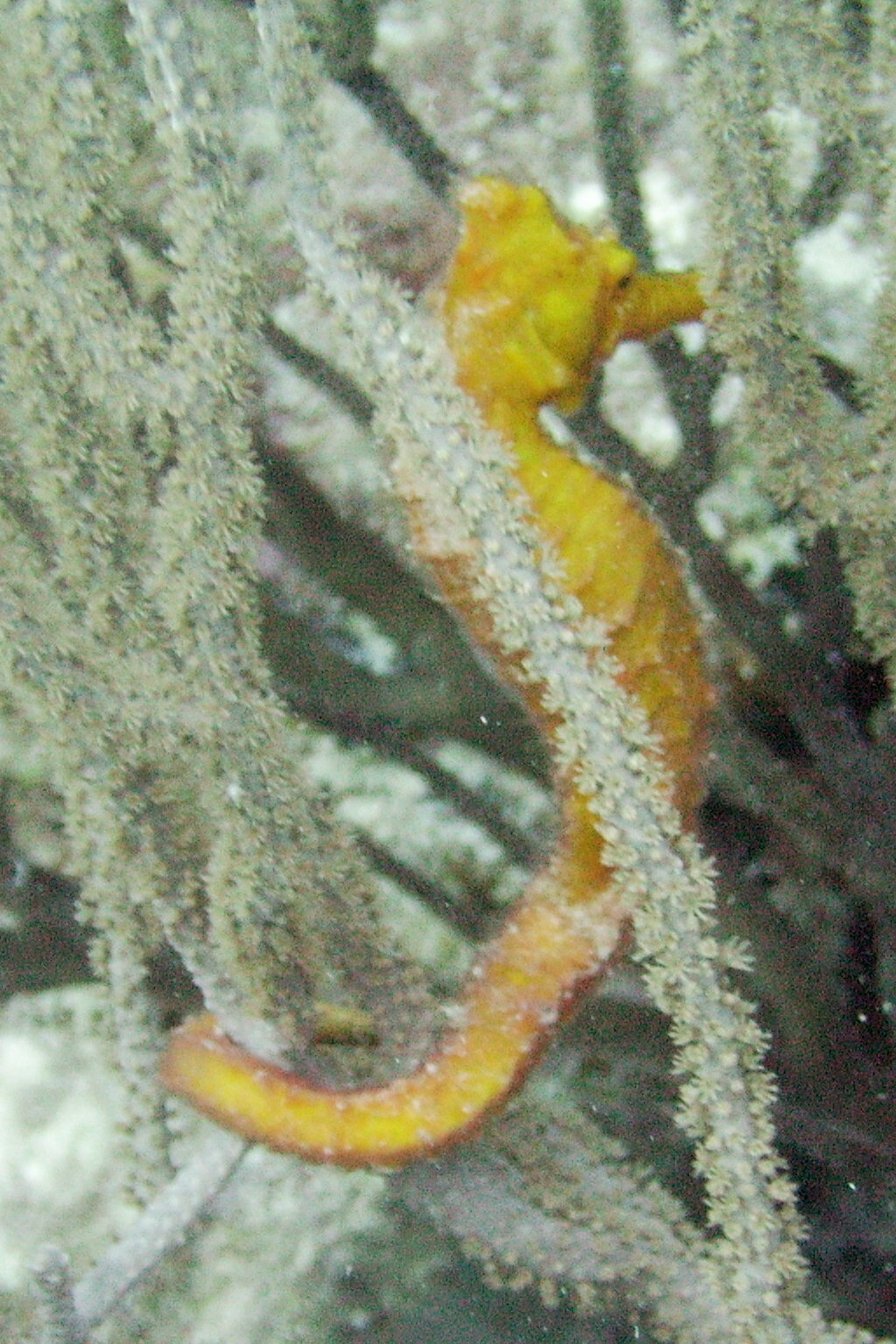 Yellow Seahorse