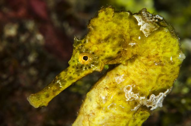 Yellow Seahorse