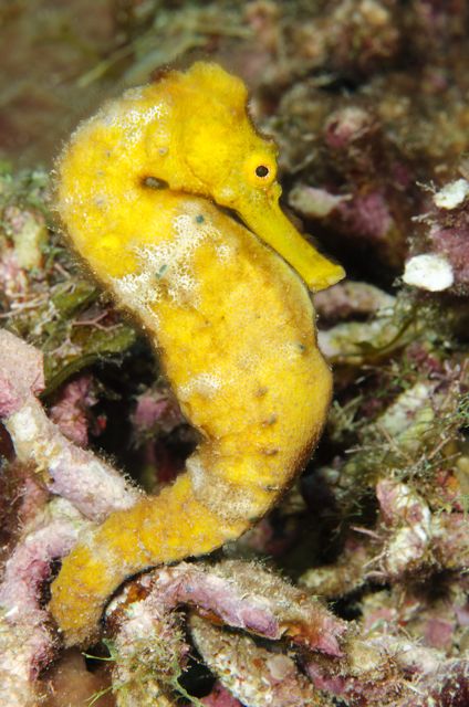 Yellow Seahorse