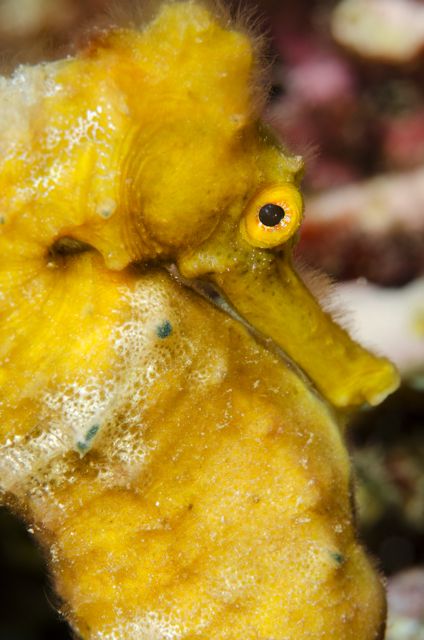 Yellow Seahorse