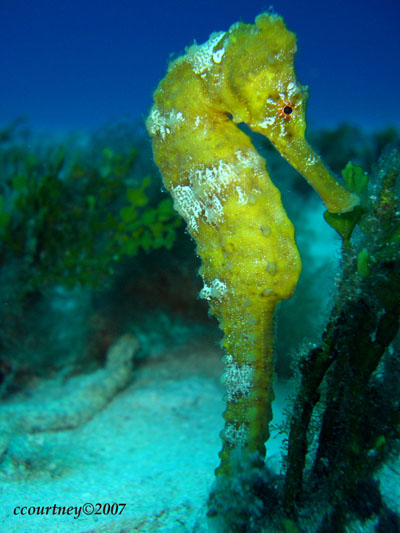 Yellow Seahorse