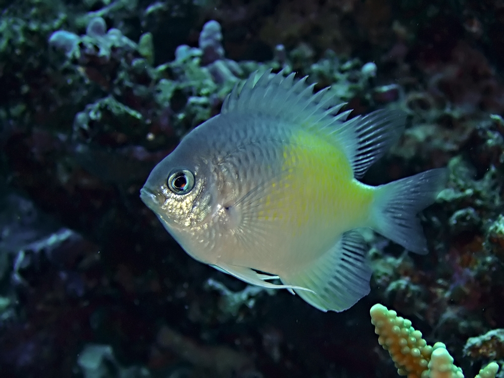 Yellow-side damselfish