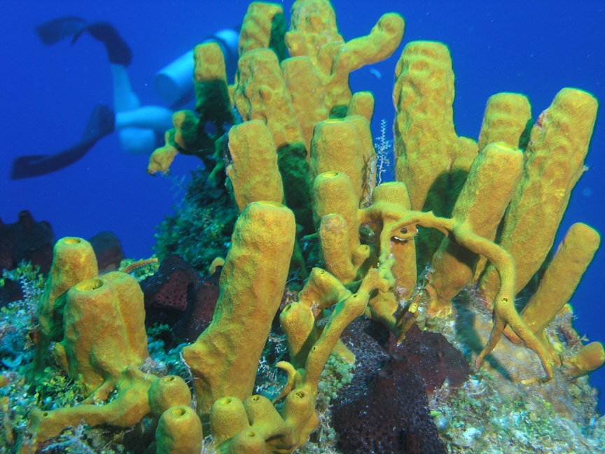 yellow Sponges