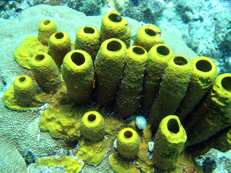 Yellow Sponges