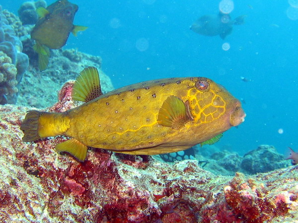 Yellow Spotted Boxfish