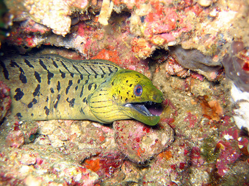 Yellow spotted eel