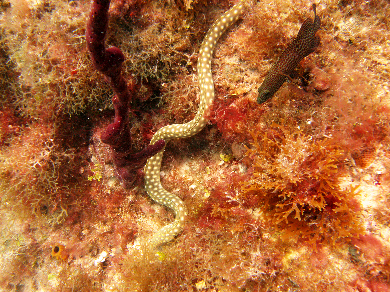 yellow spotted eel