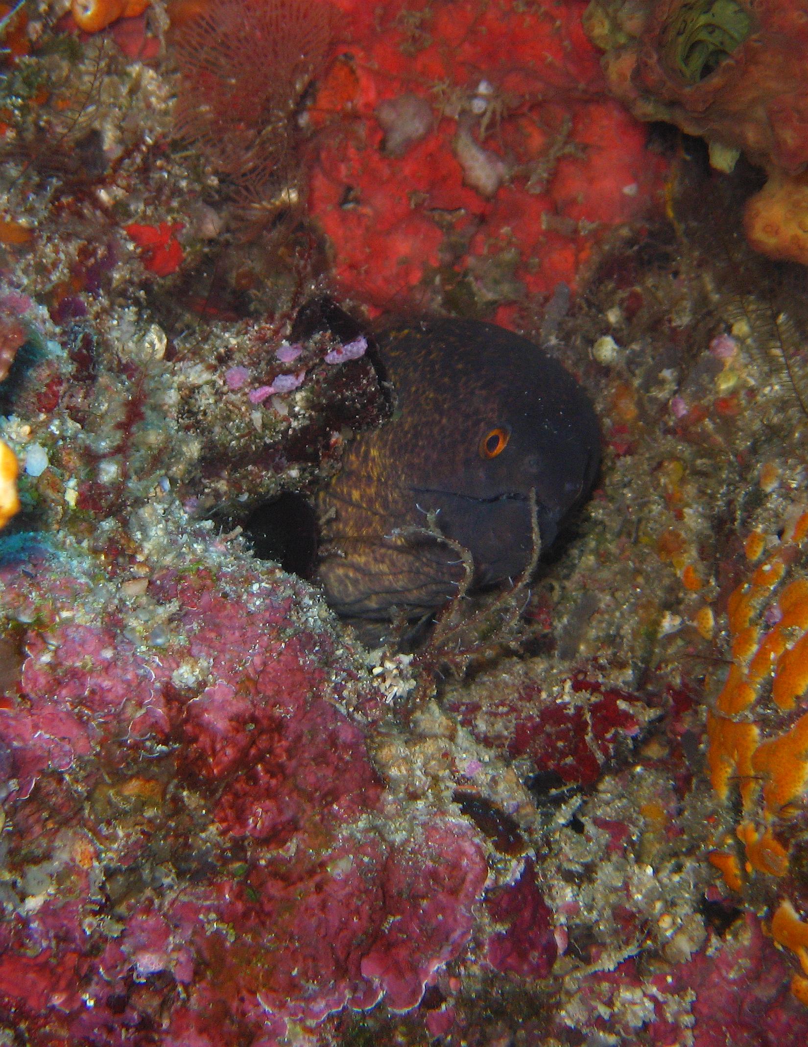 Yellow spotted moray