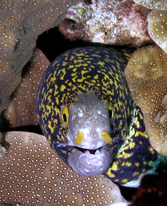 Yellow spotted moray