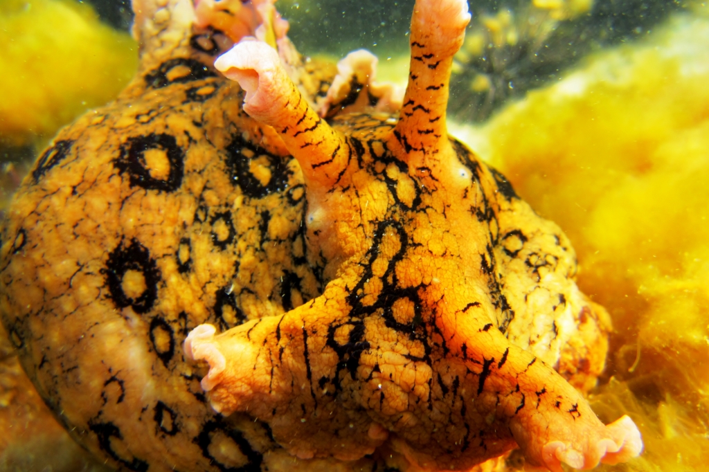 Yellow Spotted Sea Hare