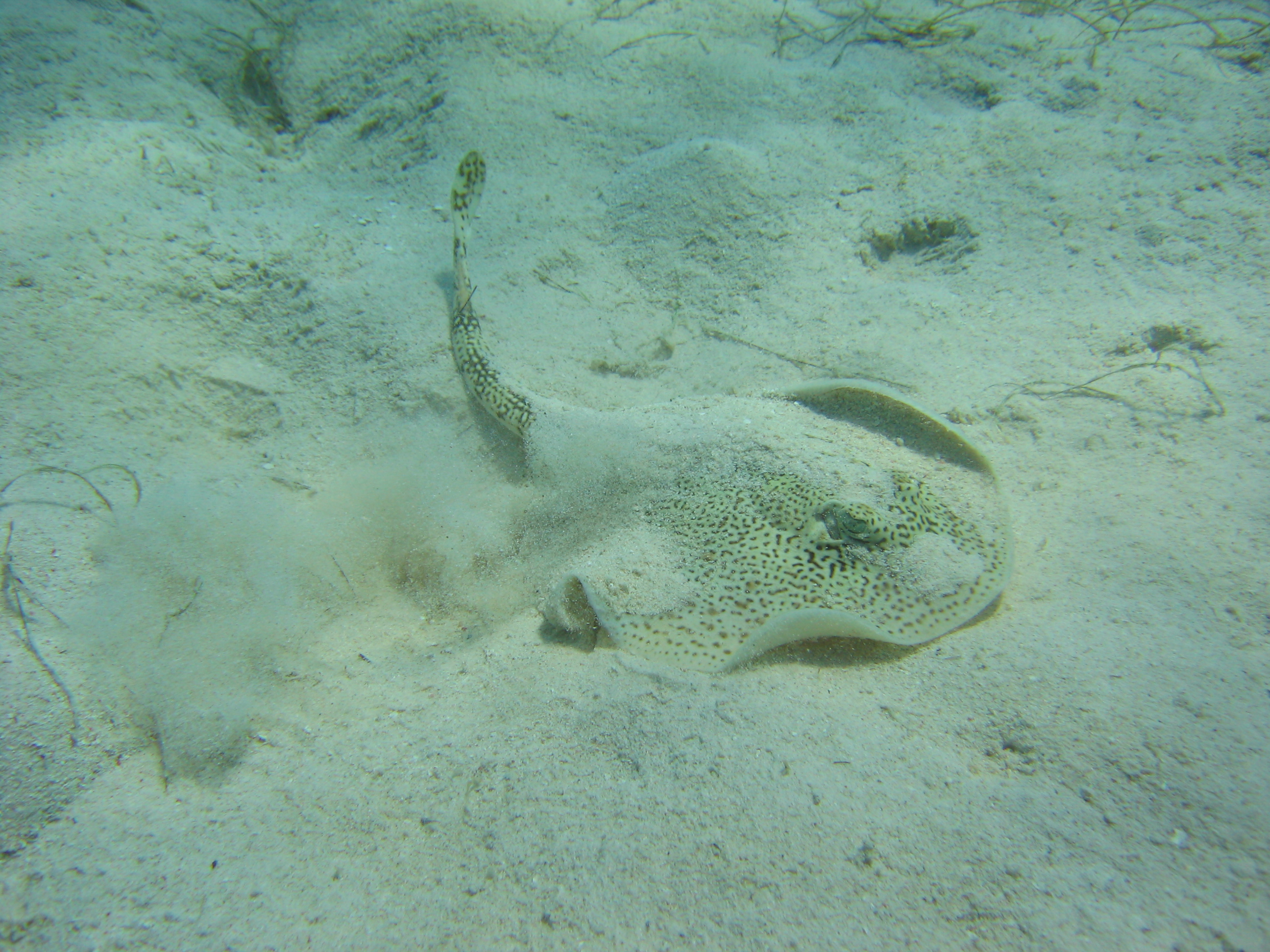 Yellow sting ray