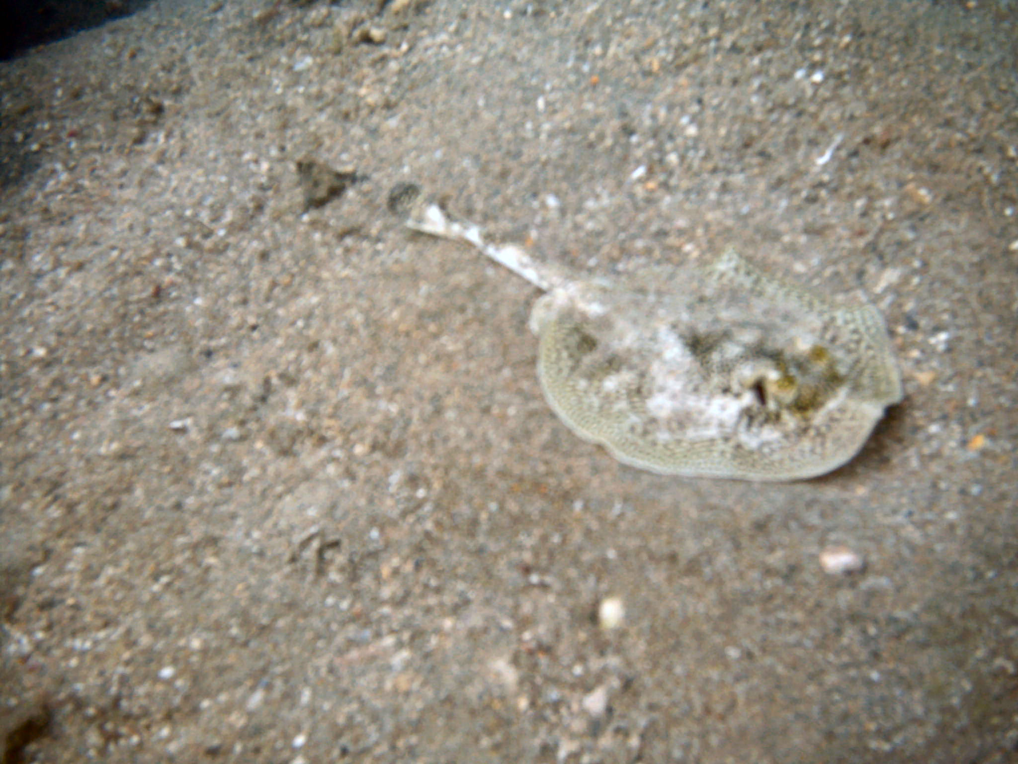 Yellow Stingray off Datura Avenue beach