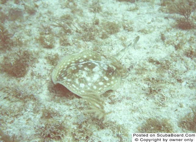 Yellow Stingray