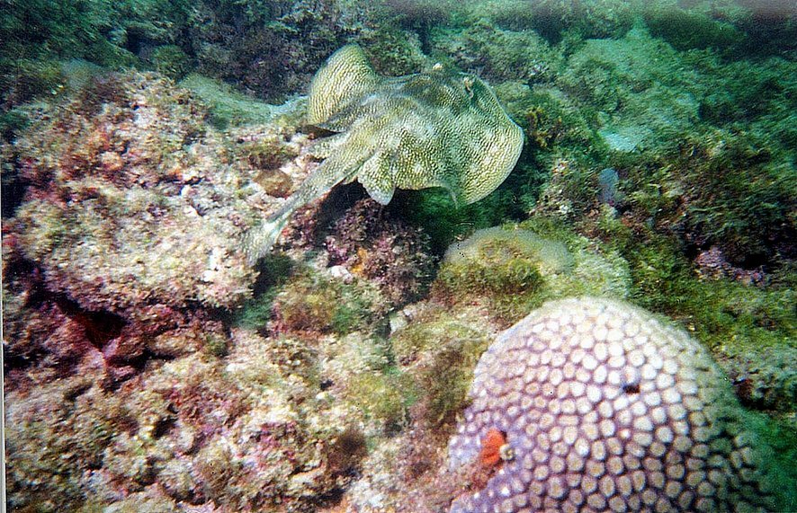 Yellow Stingray