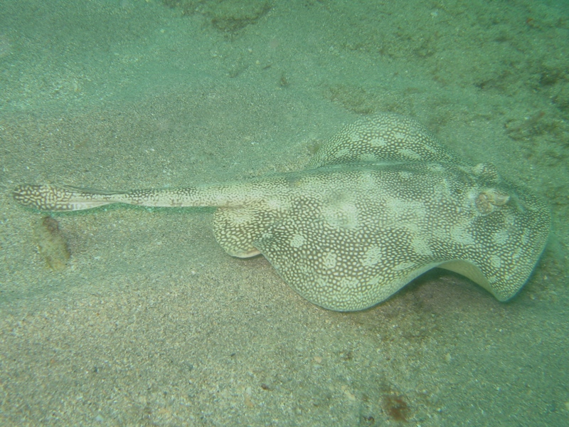 Yellow Stingray