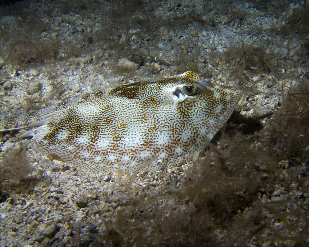 Yellow Stingray