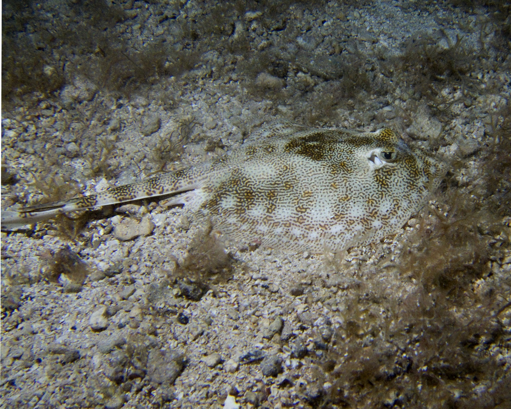 Yellow Stingray