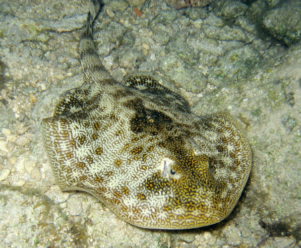 Yellow Stingray