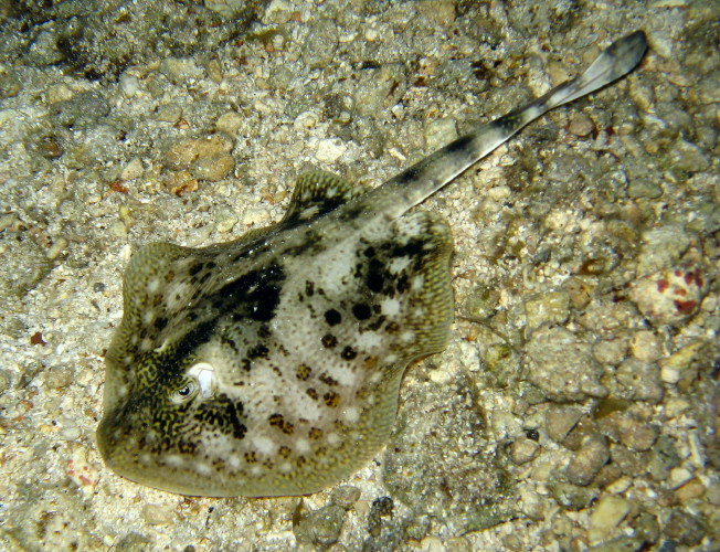 Yellow Stingray