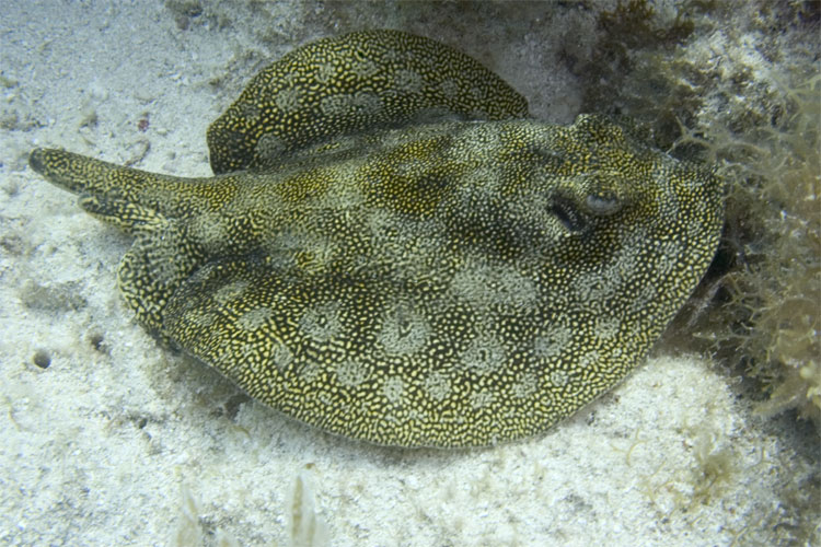 Yellow Stringray