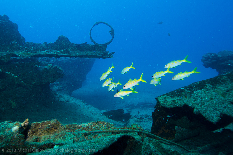 Yellow-Striped Goatfish - Oahu