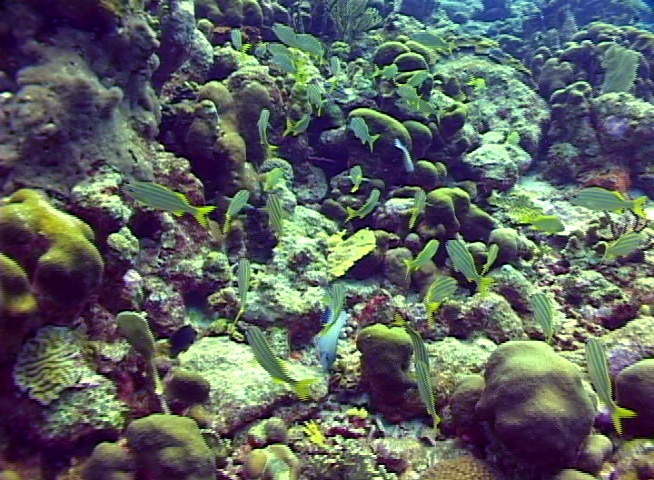 Yellow Striped Grunts - Kleine Bonaire