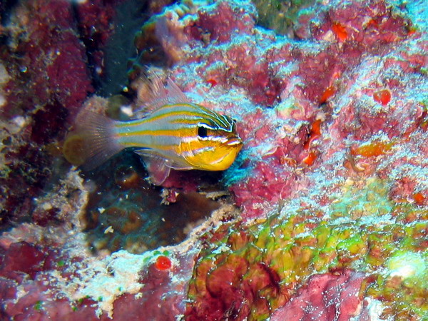 Yellow Stripeed Cardinalfish