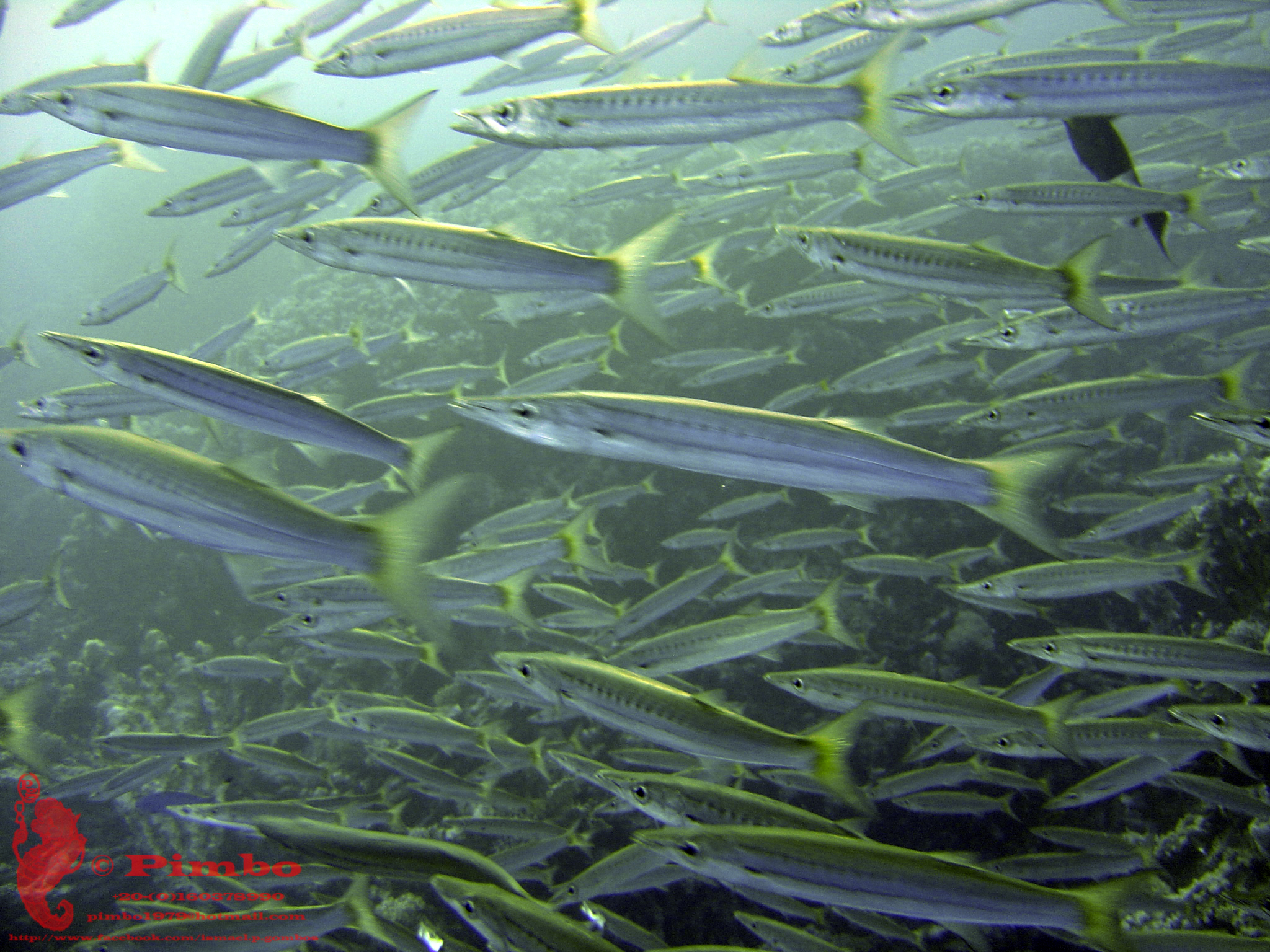 Yellow Tail Barracuda