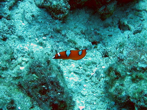 Yellow Tail Coris (Juv)