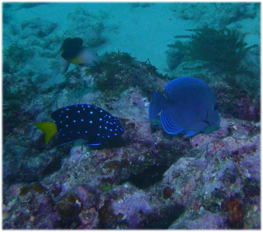 Yellow tail damsel and Blue Tang