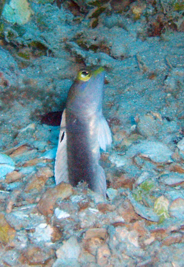 Yellow Tail Jawfish