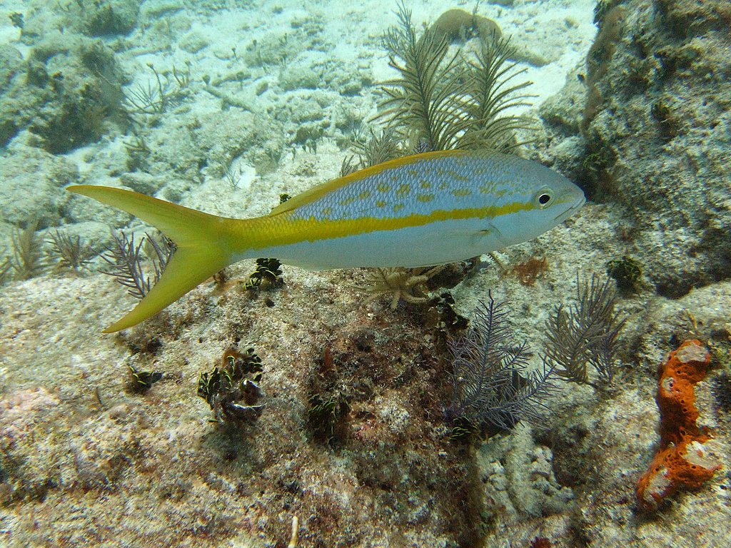 Yellow Tail Snapper