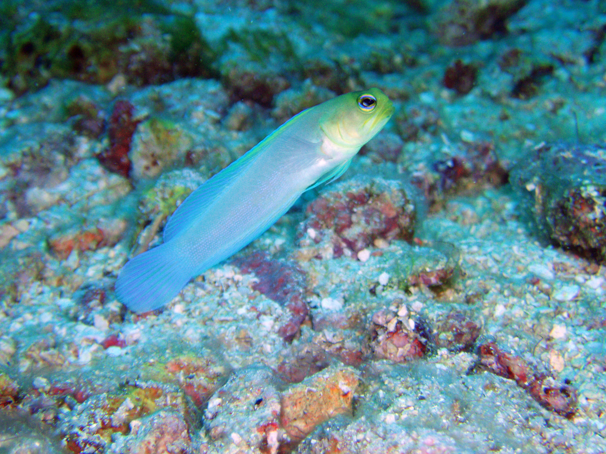 Yellow Tailed  Jawfish, Caribbean, Roatan, South Side