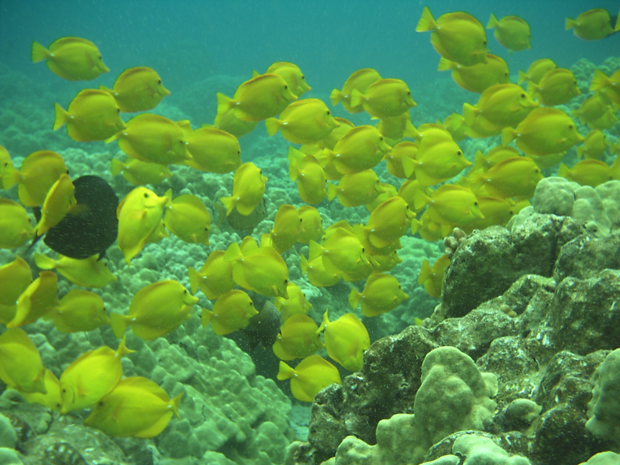 yellow tang cloud