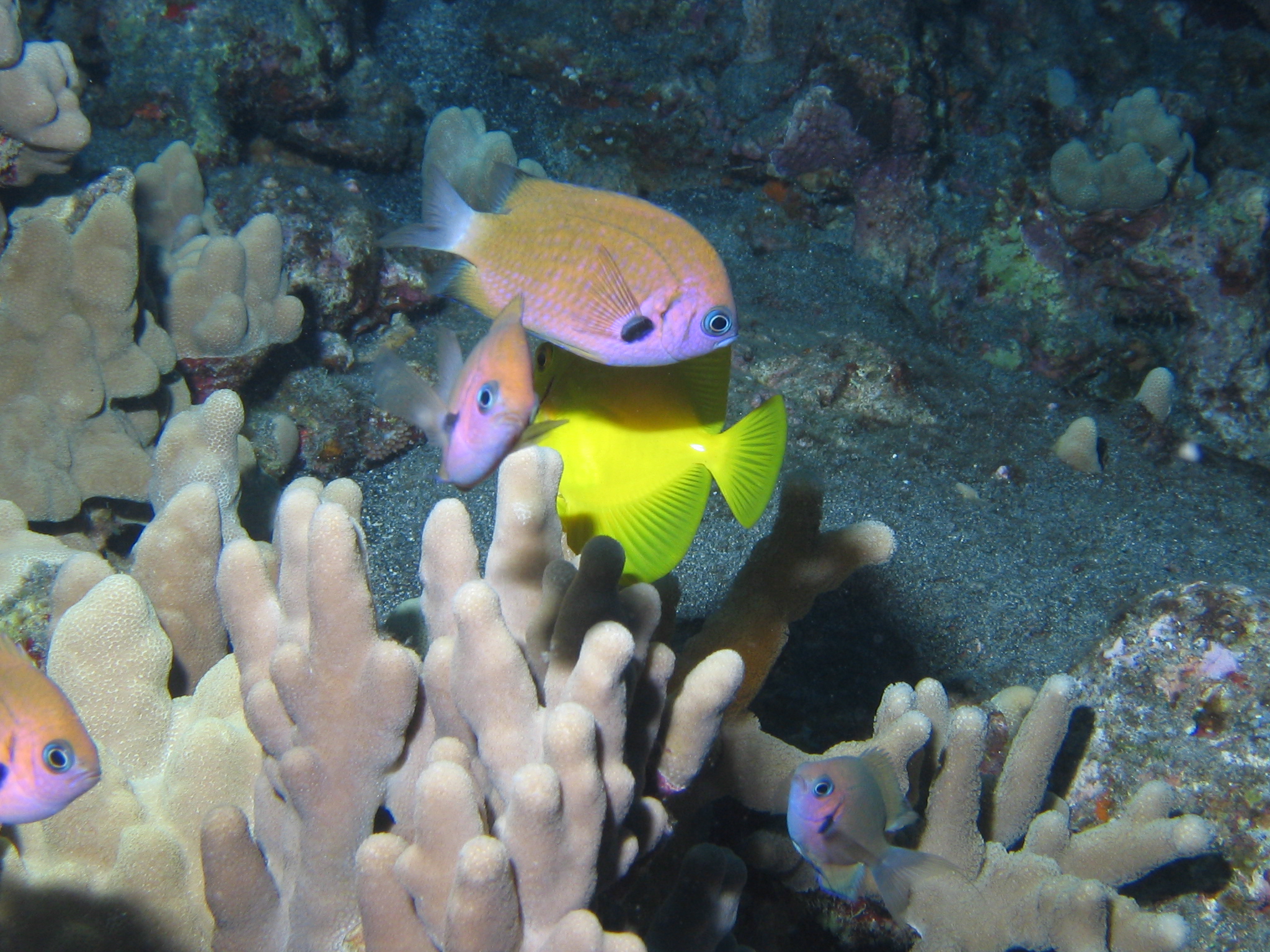 Yellow Tang trying to Hide