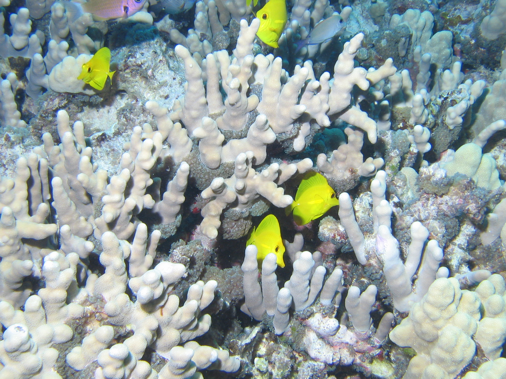 Yellow Tangs