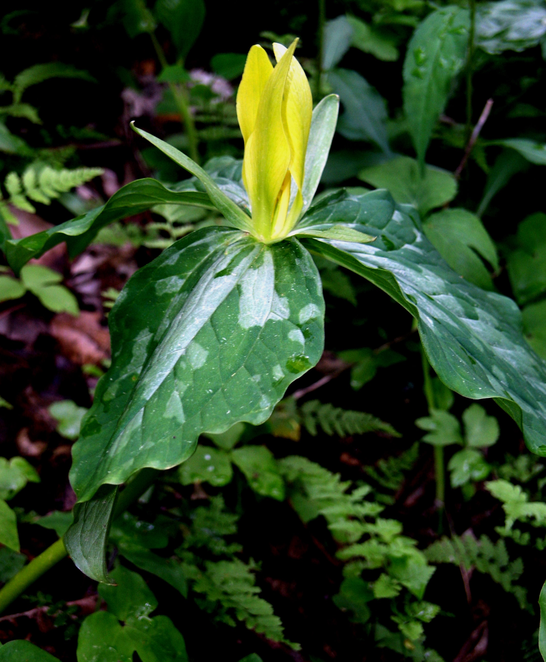 Yellow Trillium