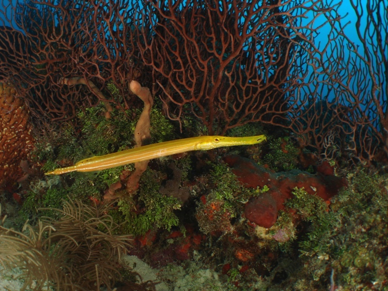 Yellow Trumpet Fish In Sea Fans