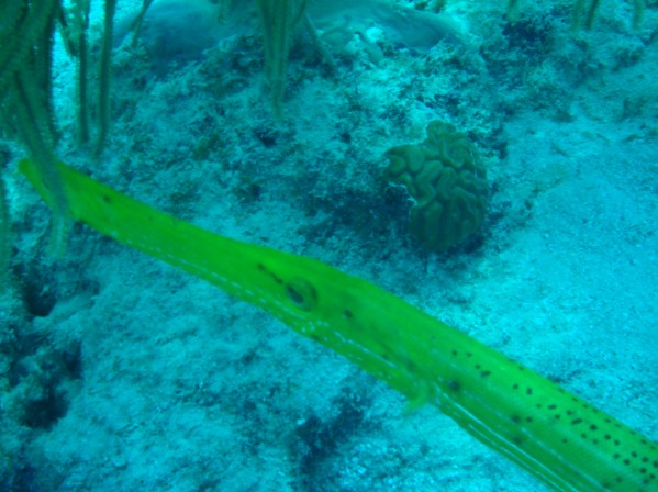 Yellow Trumpetfish Bonaire