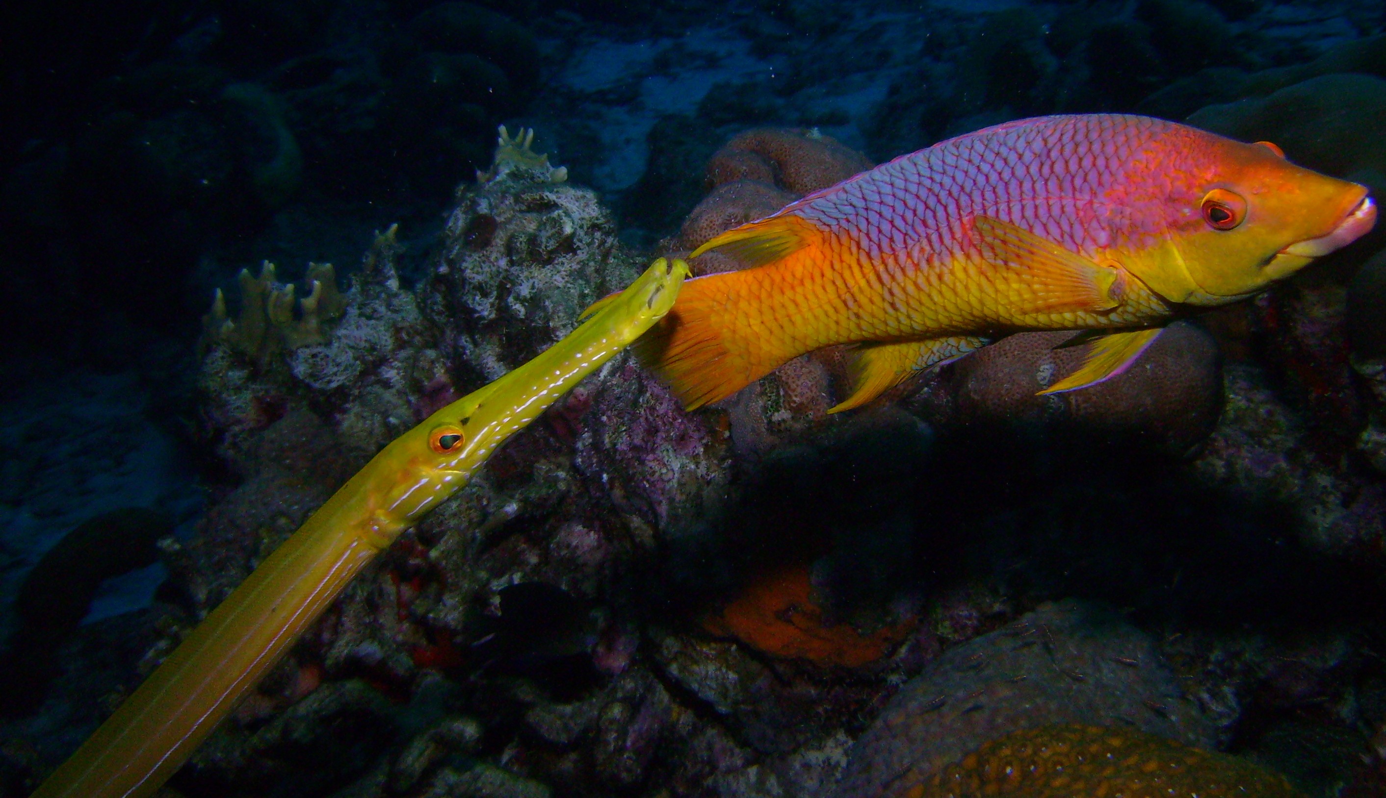 Yellow Trumpetfish & Spanish Hogfish