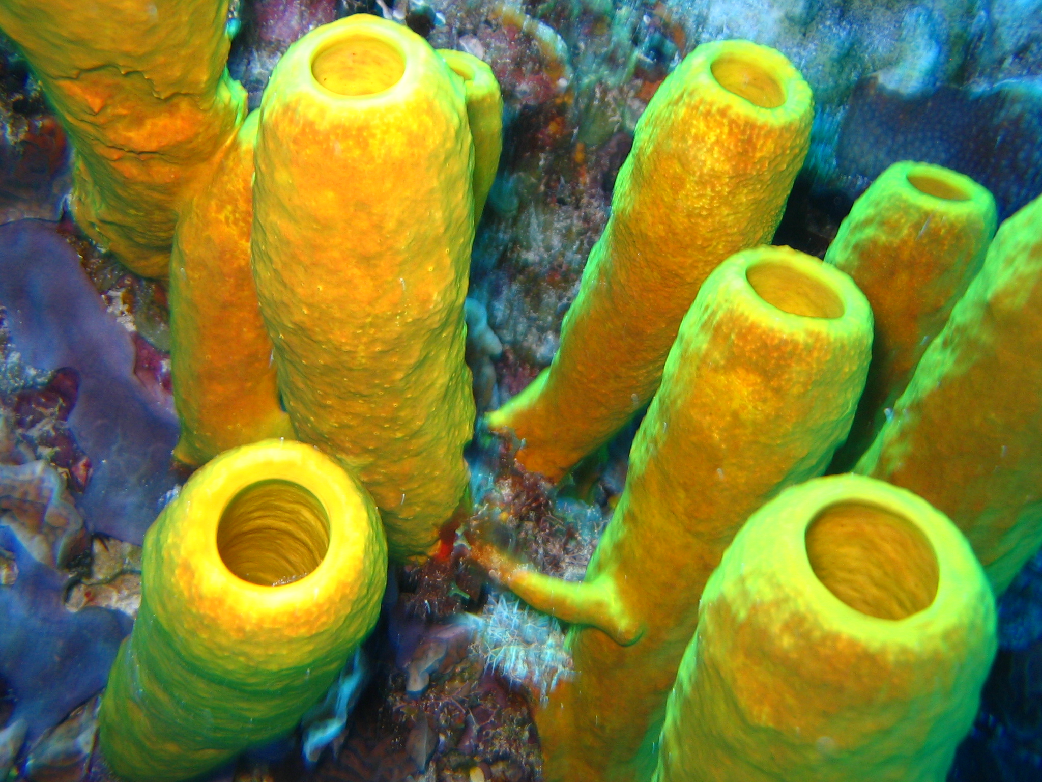 Yellow tube sponge, Aplysinia fistularis